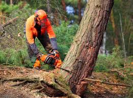 How Our Tree Care Process Works  in Derwood, MD